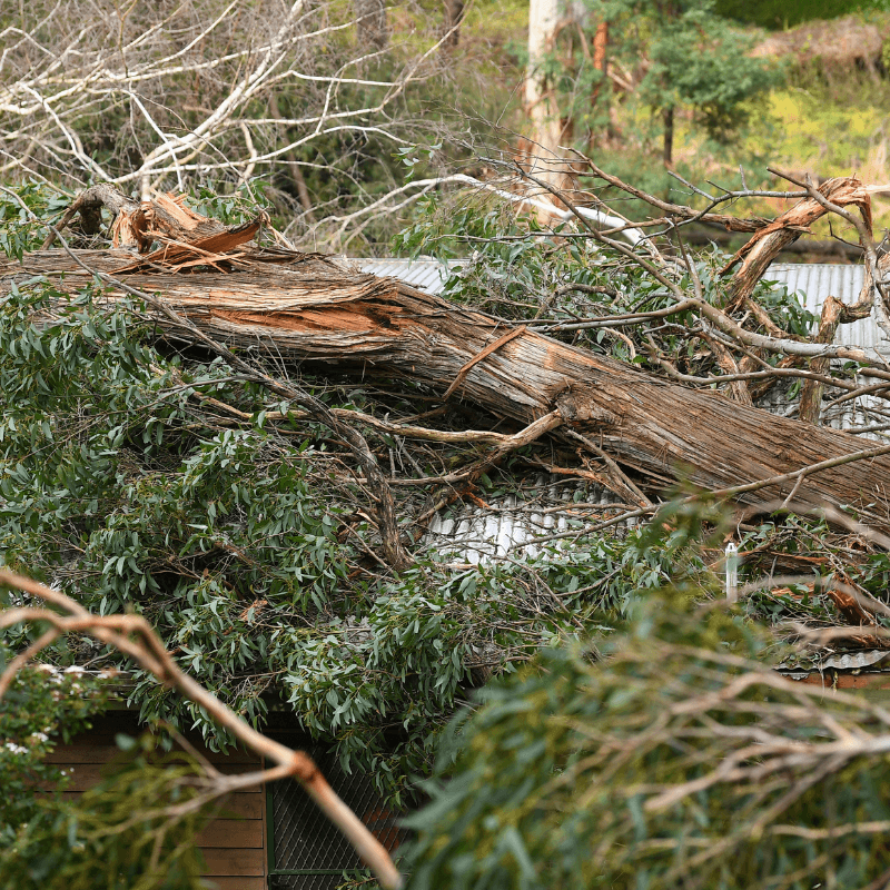 Fallen trees and damaged buildings after cyclone